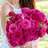 Celestial Night™ Bare Root Tree Rose