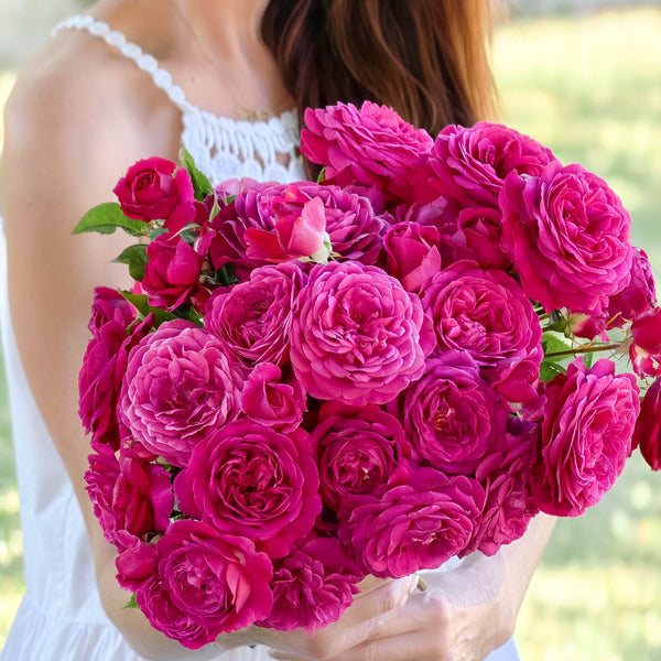 Celestial Night™ Bare Root Tree Rose