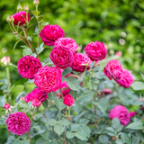 Celestial Night™ Bare Root Tree Rose