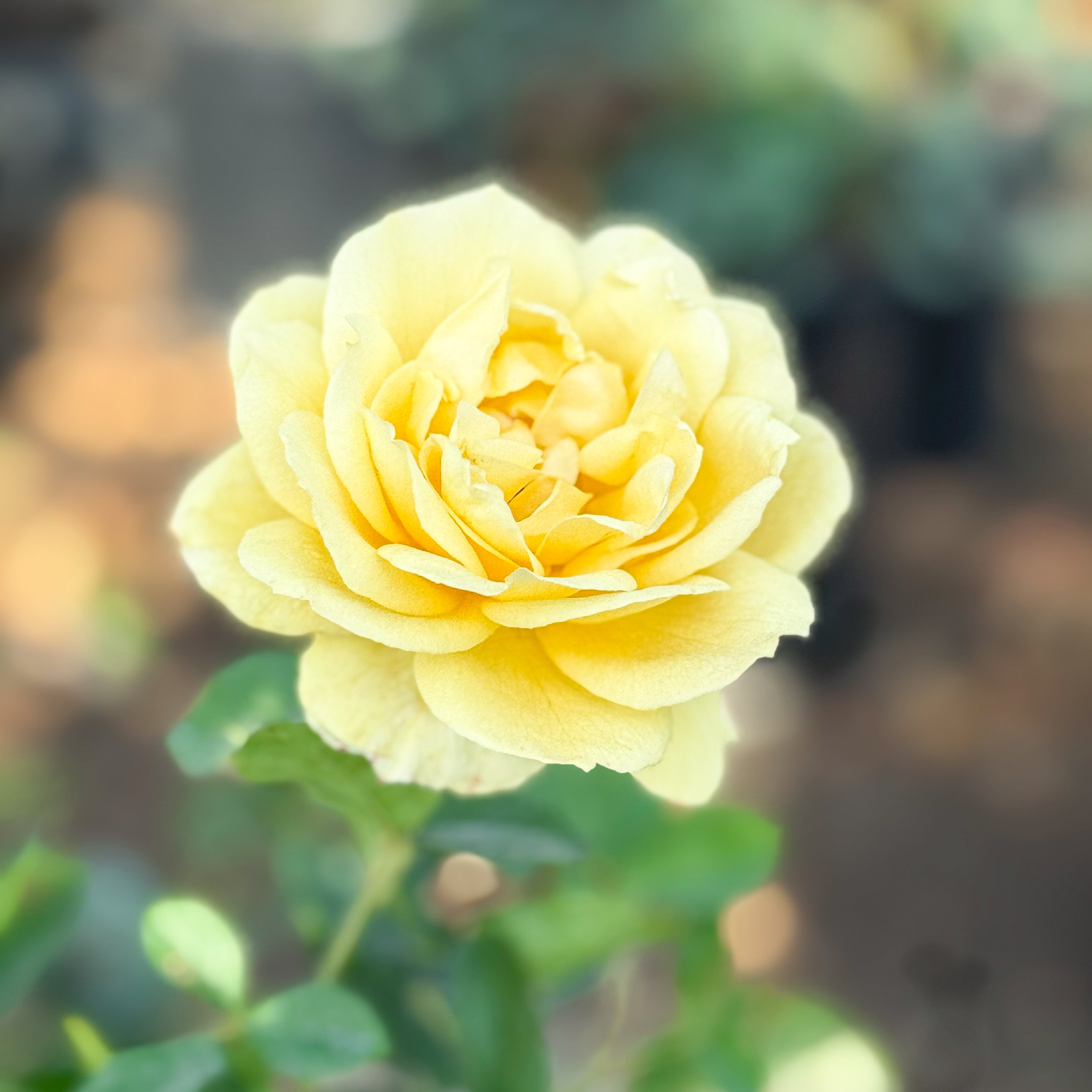 Ch-Ching® Potted Rose Bush