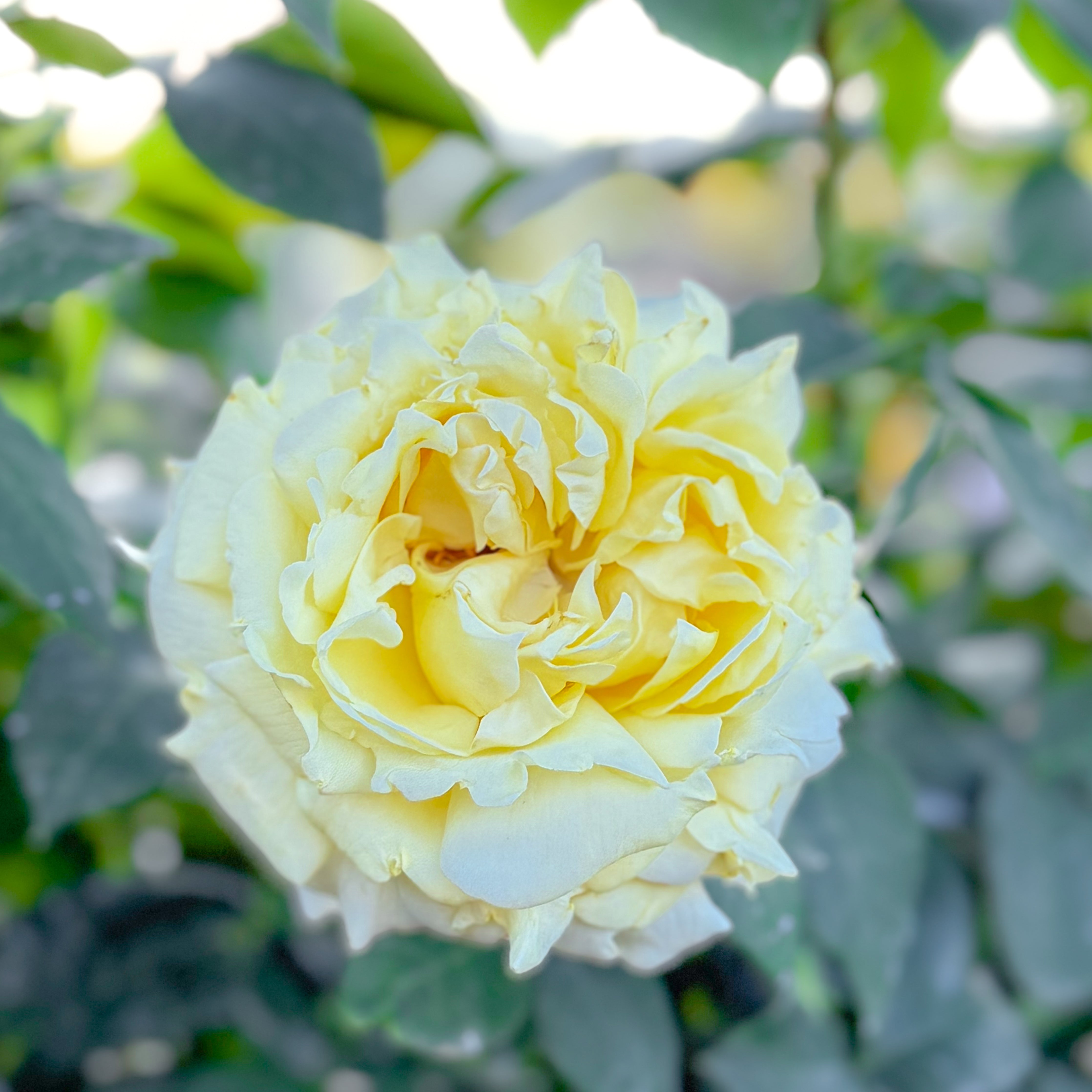 Chantilly Cream® Potted Rose Bush