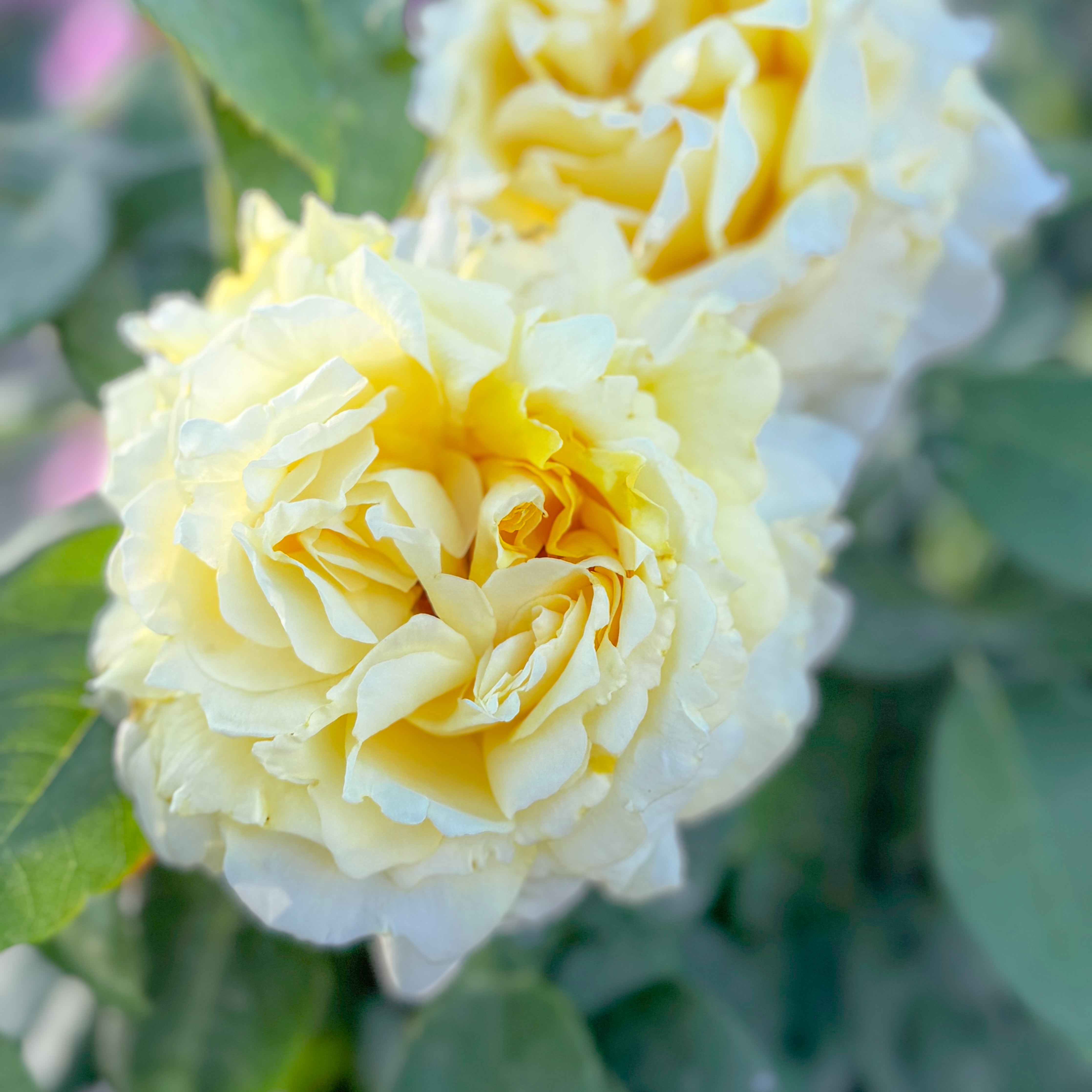 Our Most Fragrant Roses | Intensely Scented Varieties | Grace Rose