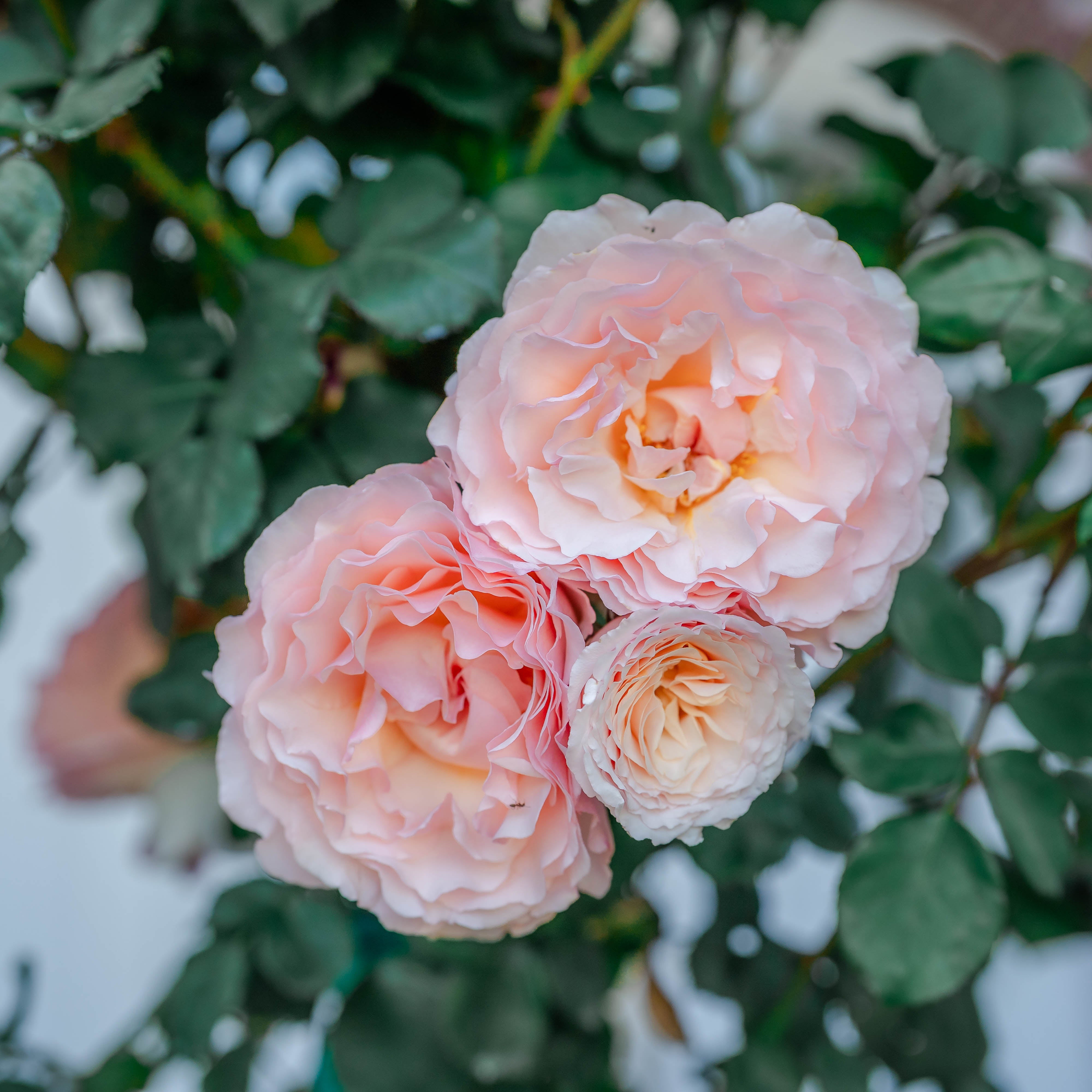Grace Rose Farm Princesse Charlene de Monaco Rose Bush - Thumbnail 2