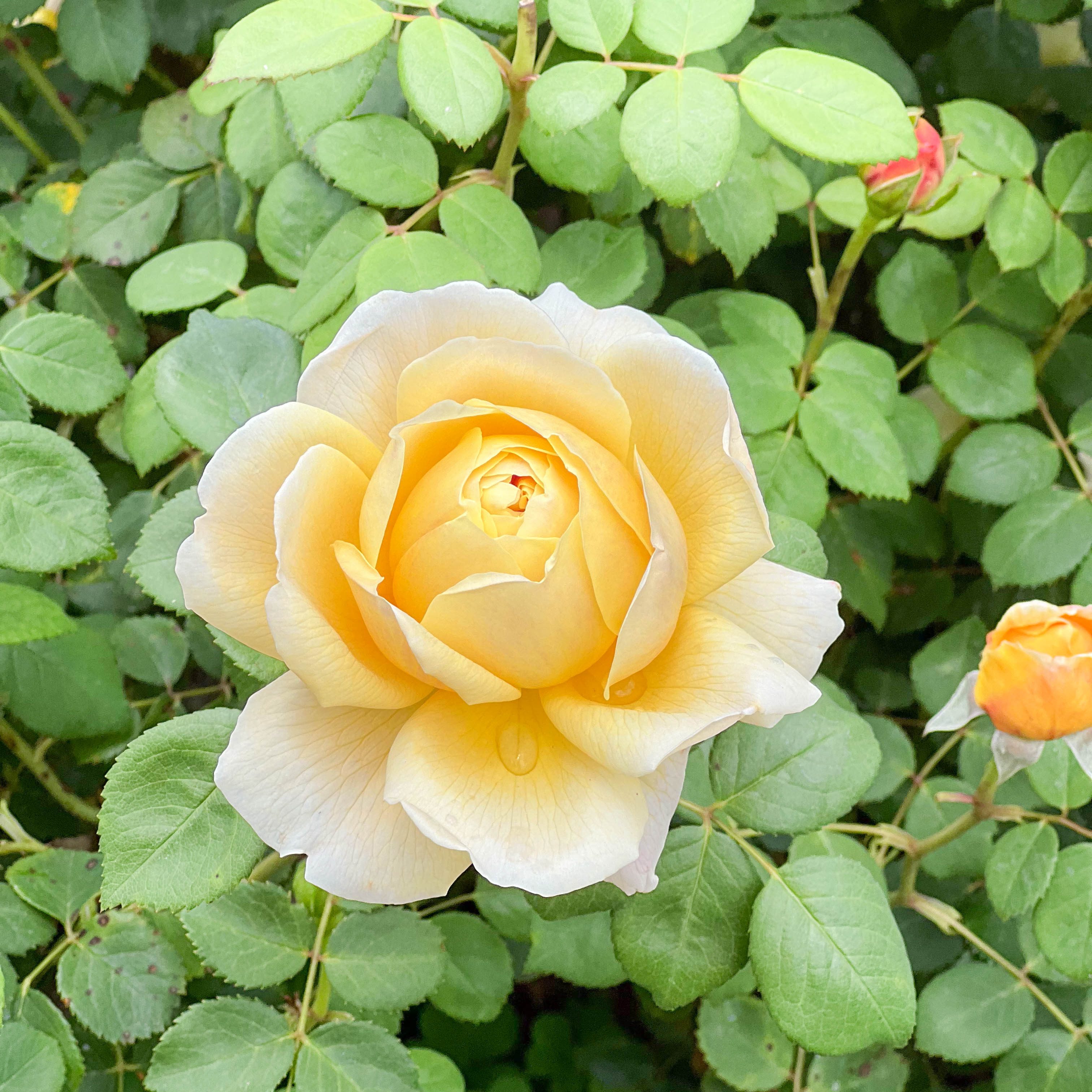 David Austin Charles Darwin Rose Bush