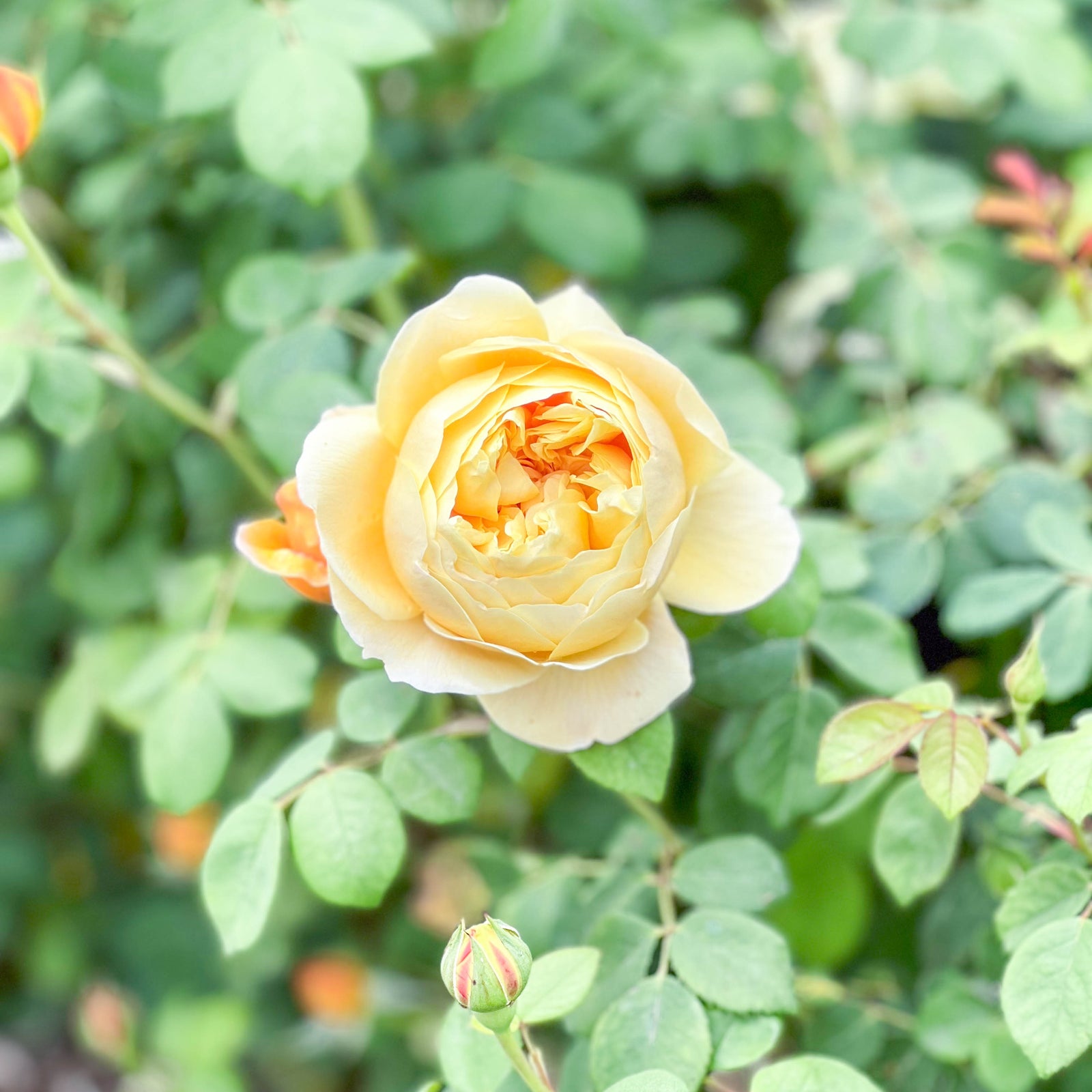 David Austin® Charles Darwin Potted Rose Bush - Grace Rose Farm
