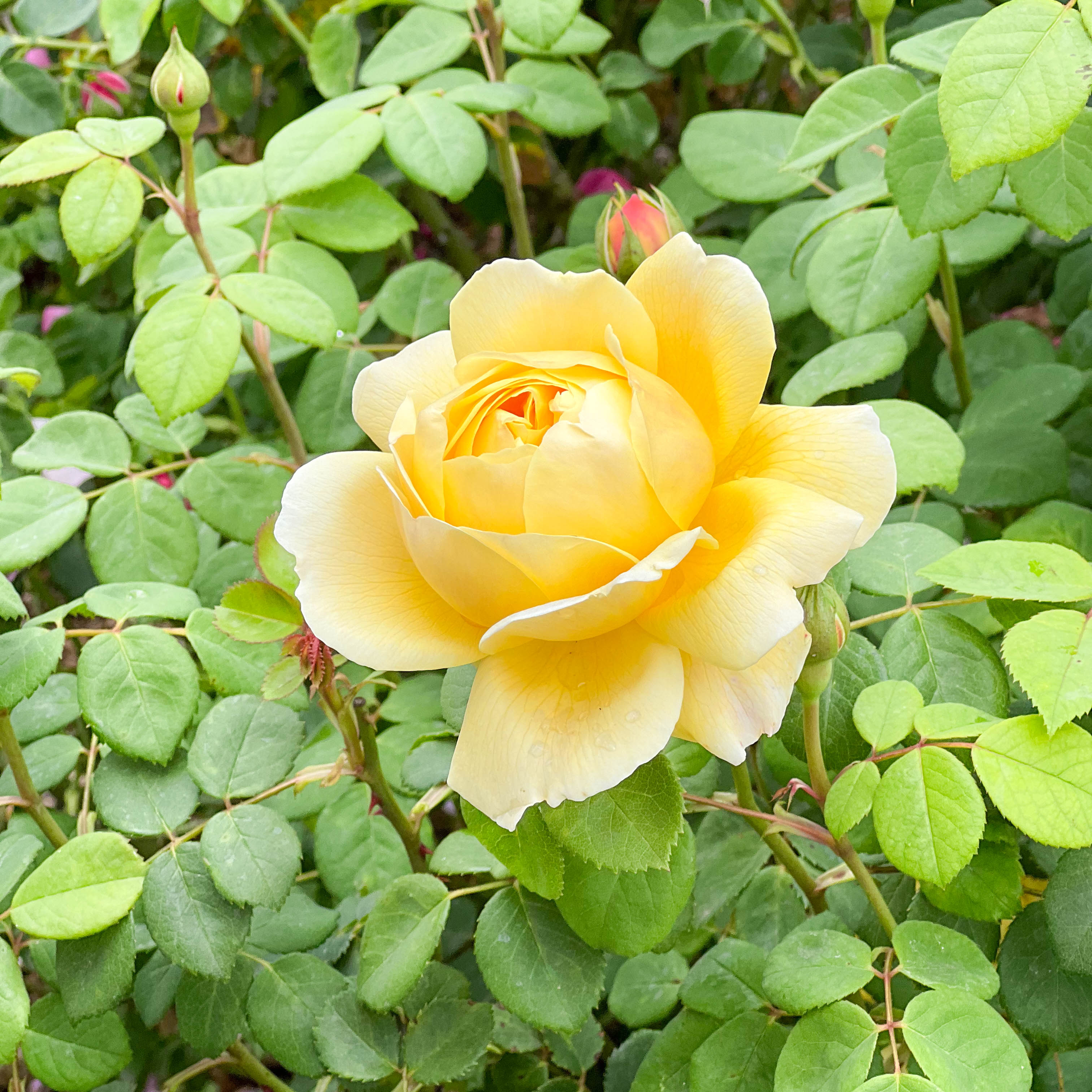 David Austin Charles Darwin Rose Bush - Thumbnail 3