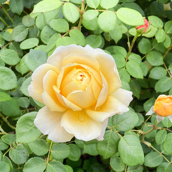 David Austin® Charles Darwin Potted Rose Bush