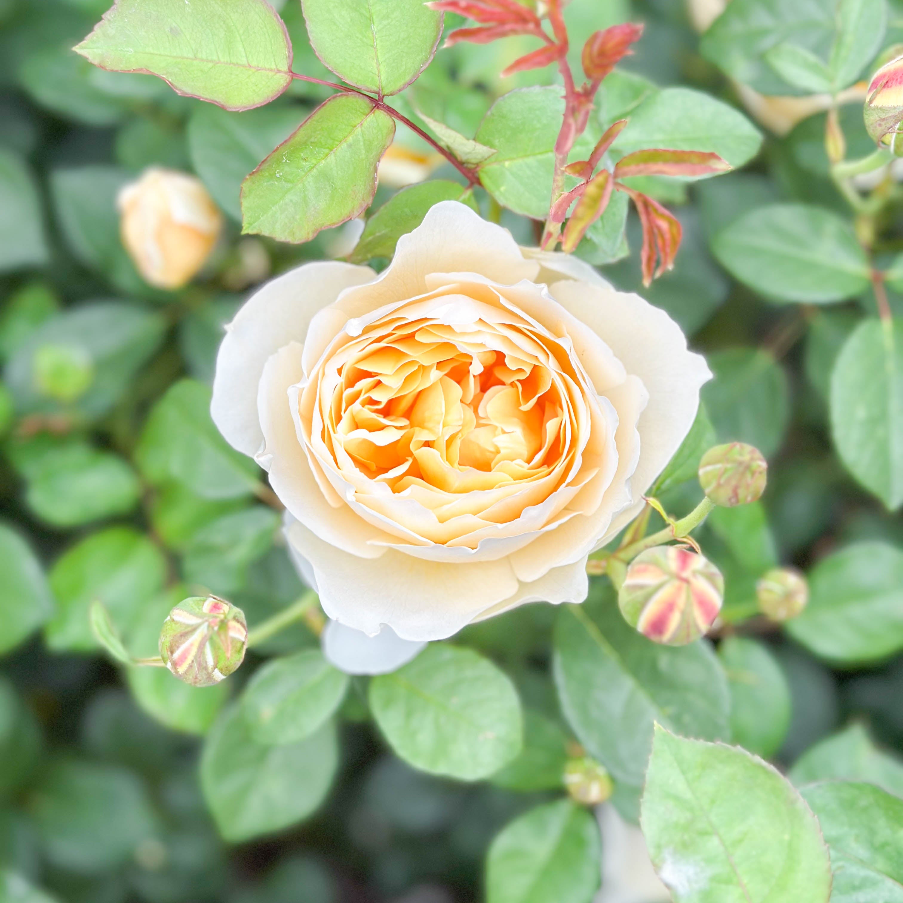 David Austin Roses Charlotte Rose Bush - Thumbnail 2