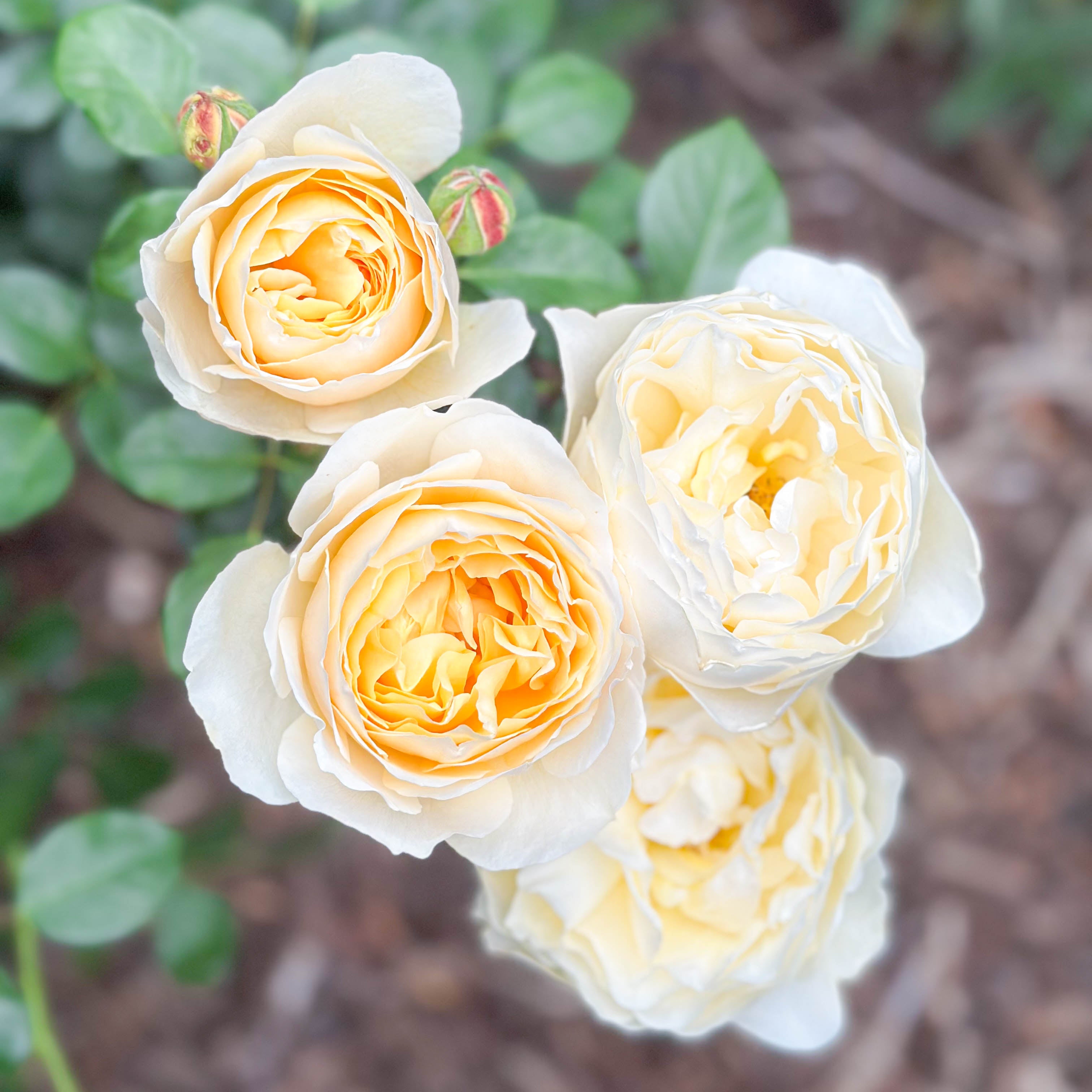 David Austin Roses Charlotte Rose Bush