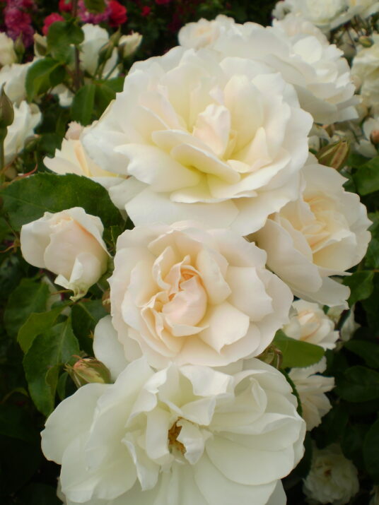 Easy Elegance® Champagne Wishes Bare Root Rose Bush