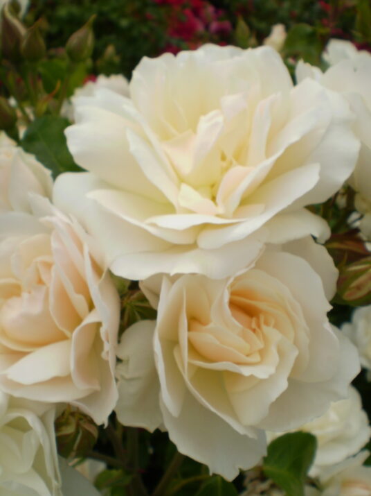 Easy Elegance® Champagne Wishes Bare Root Rose Bush