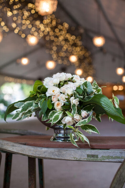 Easy Elegance® Champagne Wishes Bare Root Rose Bush