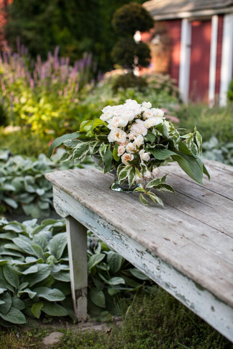 Easy Elegance® Champagne Wishes Bare Root Rose Bush