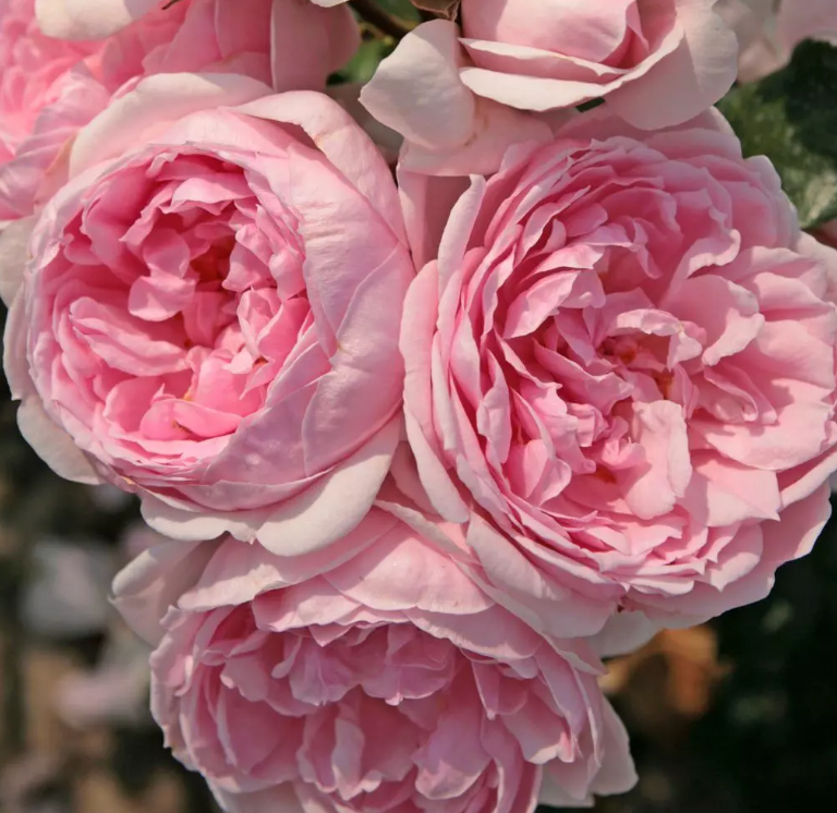 Fairy Tale® Cinderella Bare Root Rose Bush