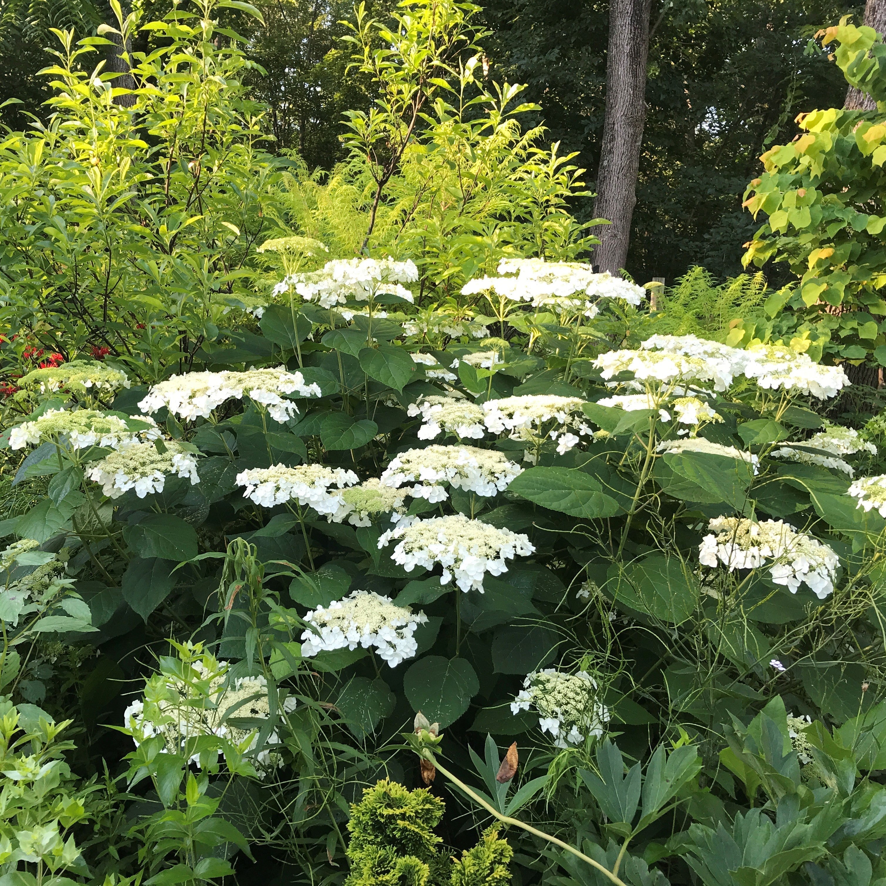 Hydrangea Haas Halo Potted Smooth Hydrangea Bush