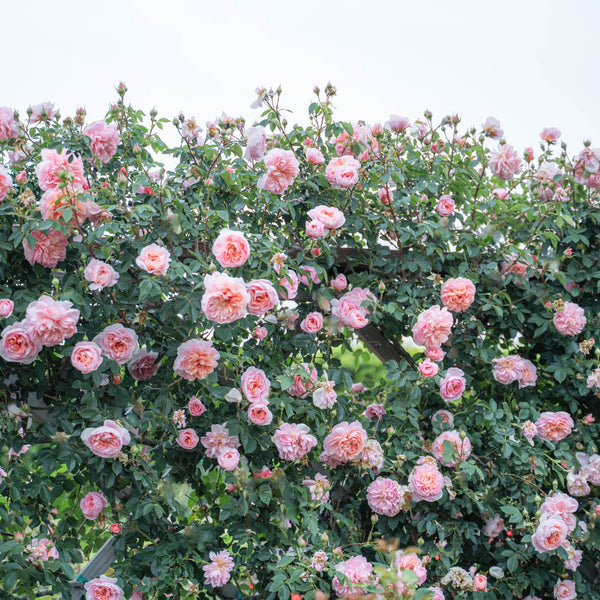 Colette™ Potted Climbing Rose