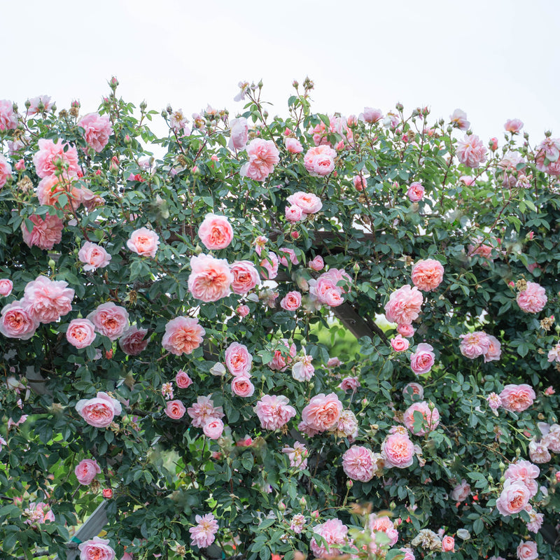 Colette™ Potted Climbing Rose