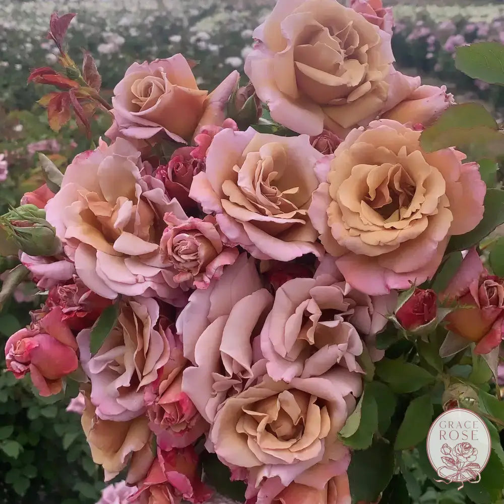 Connie's Sandstorm Potted Rose Bush