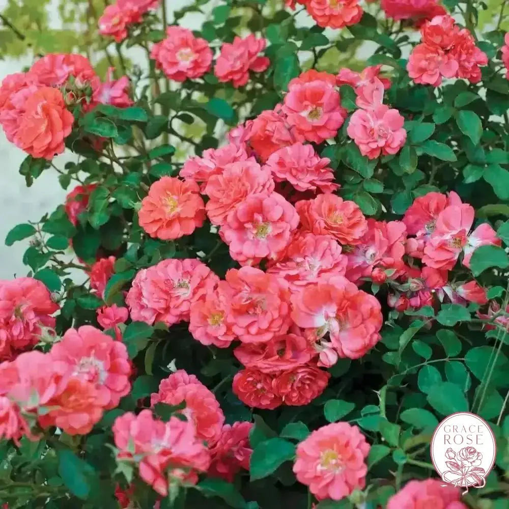 Coral Drift® Potted Tree Rose