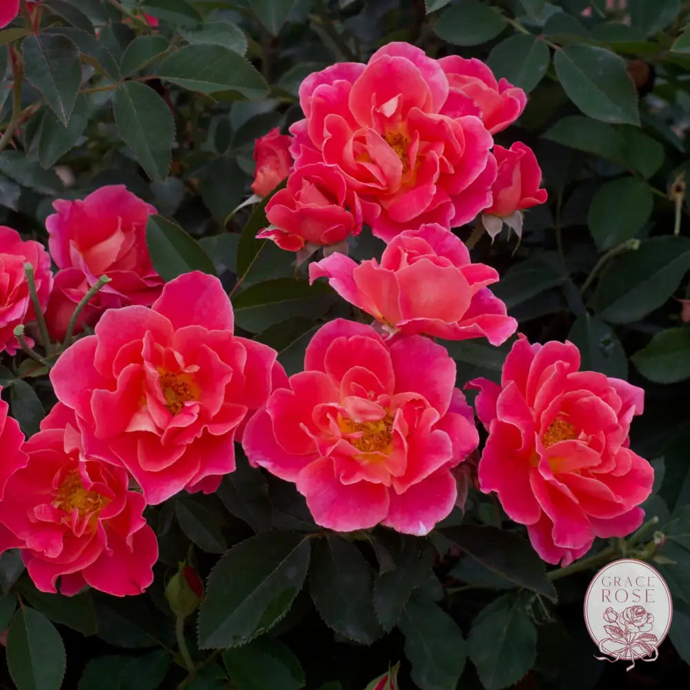 Coral Miracle™ Potted Rose Bush