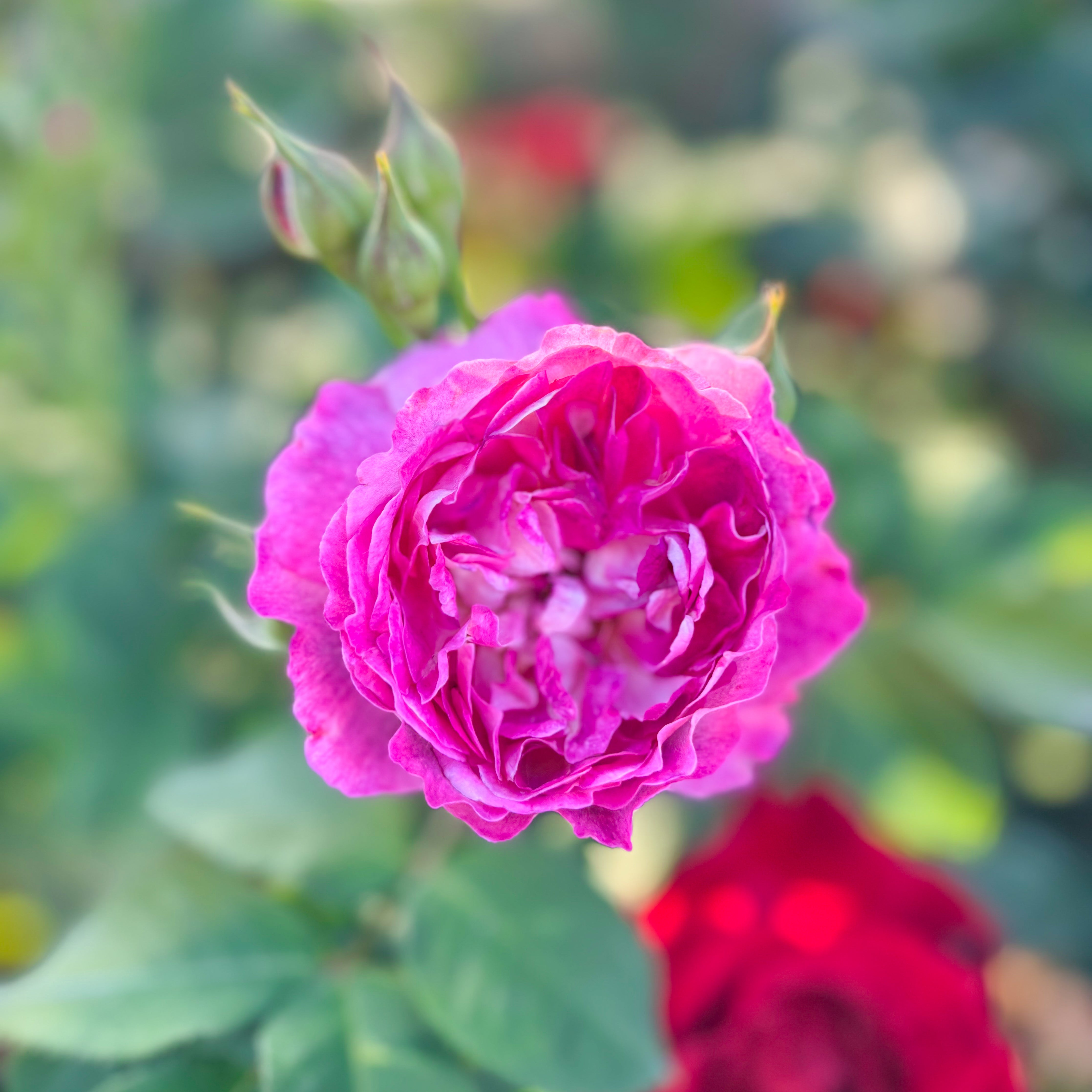 Cosmic Clouds™  Bare Root Climbing Rose
