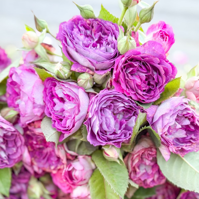 Cosmic Clouds™  Bare Root Climbing Rose