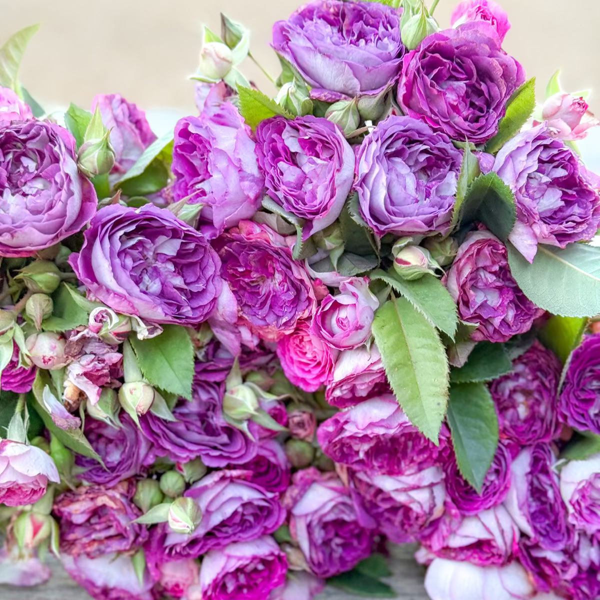 Cosmic Clouds™ Potted Rose Bush