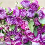 Cosmic Clouds™  Bare Root Climbing Rose