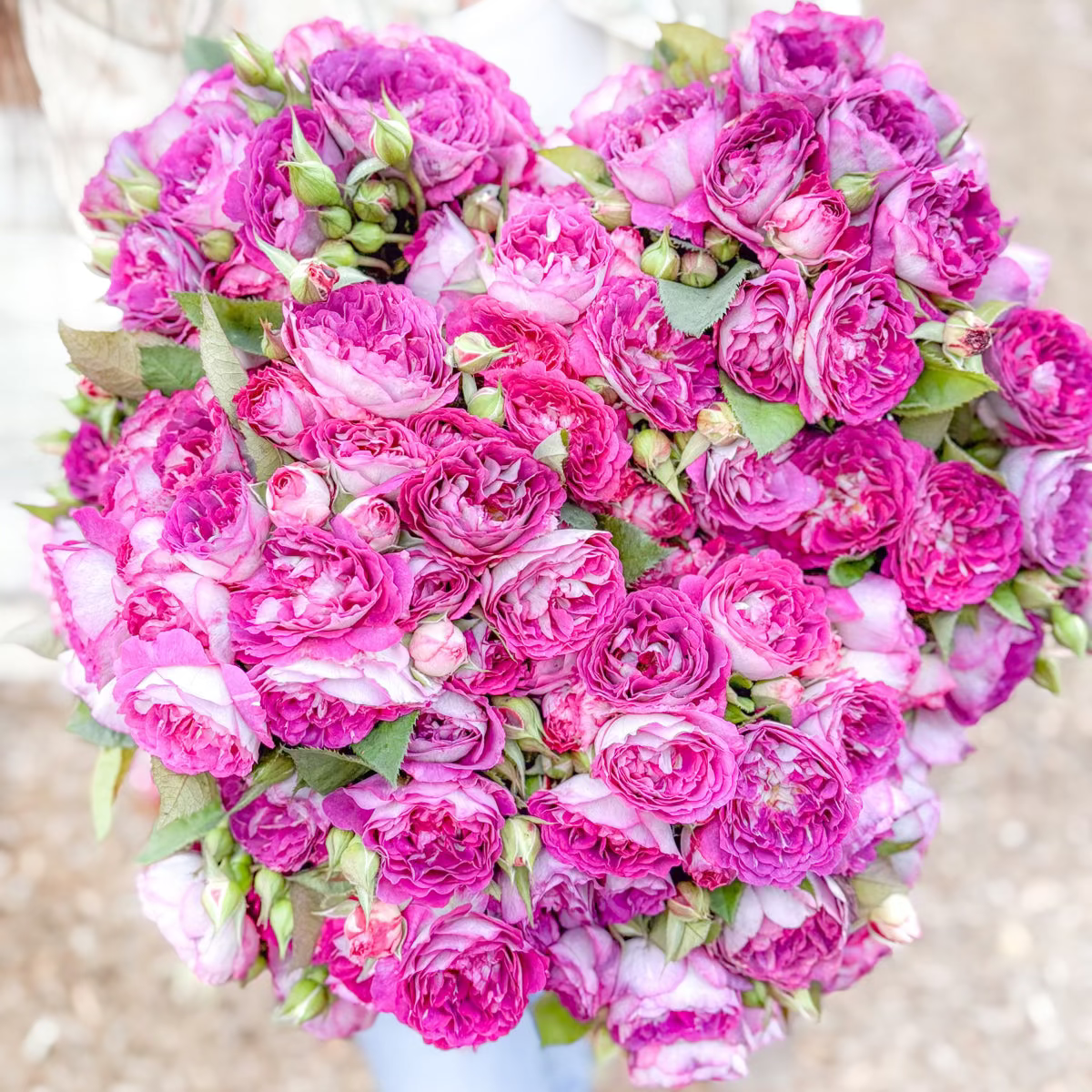 Cosmic Clouds Rose | Smoky Lavender Rose Bush | Grace Rose Farm