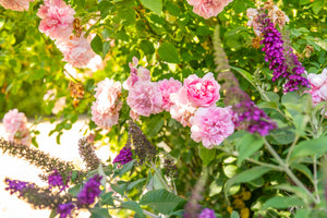 Winter-Hardy Roses | Reliable Beauty in Cold Climates | Grace Rose Far ...