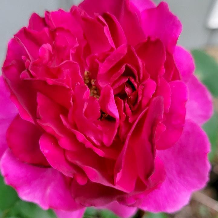 Fragrant Showpiece™ Berry Bare Root Rose Bush