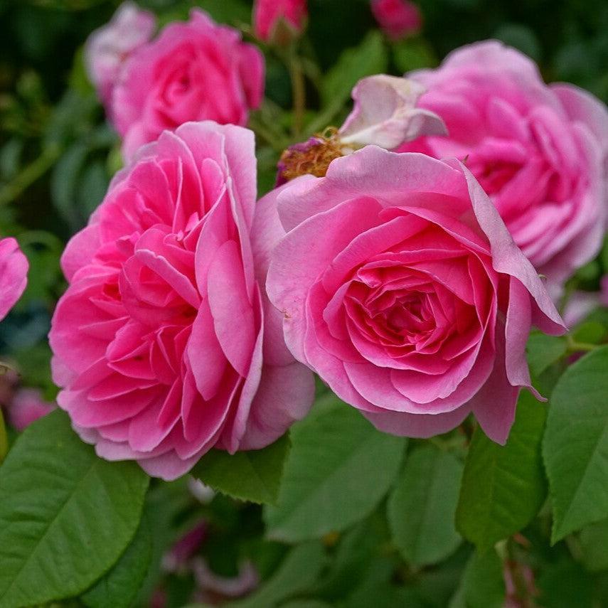 Gertrude Jekyll Climbing Rose | David Austin Climber | Grace Rose Farm