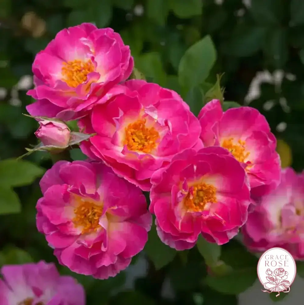 Cupid’s Kisses Climbing Rose | Pink Miniature Climber | Grace Rose Farm