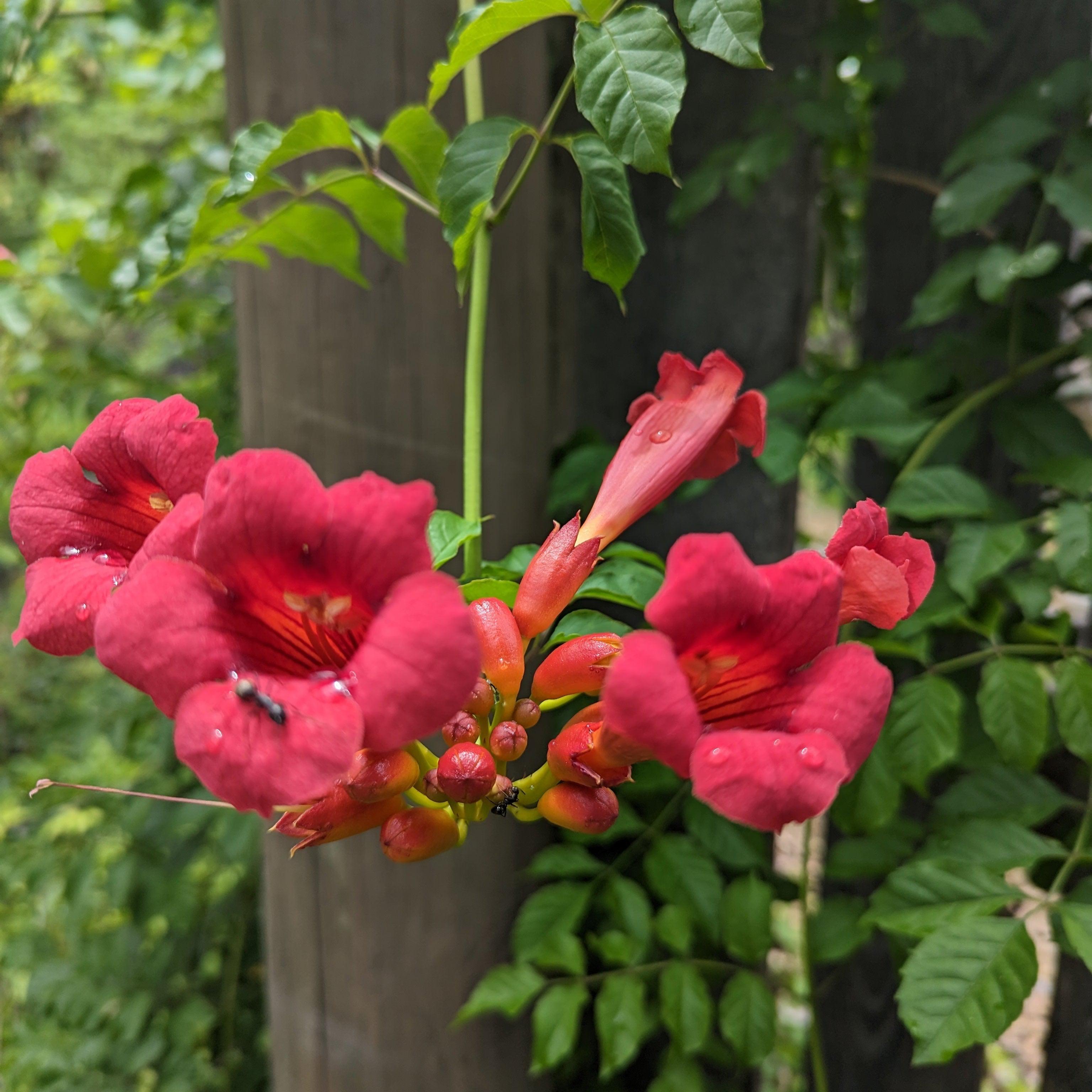 Trumpet Vine 'Flamenco' Potted Trumpet Vine Plant