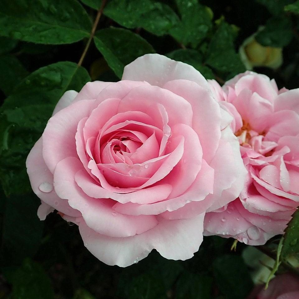 Gertrude Jekyll Climbing Rose | David Austin Climber | Grace Rose Farm