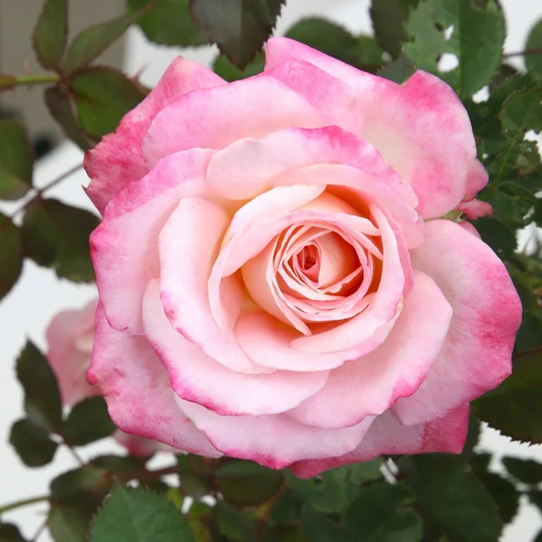 True Bloom Roses® True Bliss™ Bare Root Rose Bush