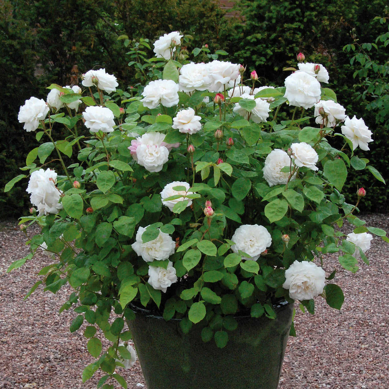 David Austin Winchester Cathedral Rose Bush - Thumbnail 2