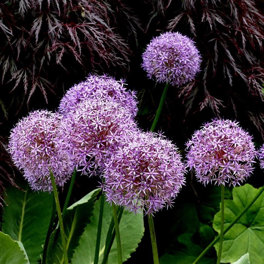 Allium 'Globemaster' Potted Ornamental Onion Plant
