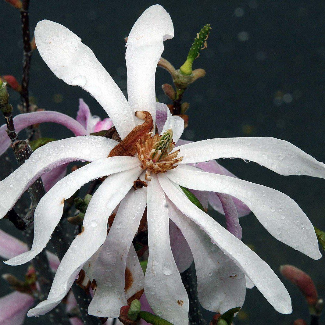 Leonard Messel Magnolia | Fragrant Bi-Color Rose Garden Companion