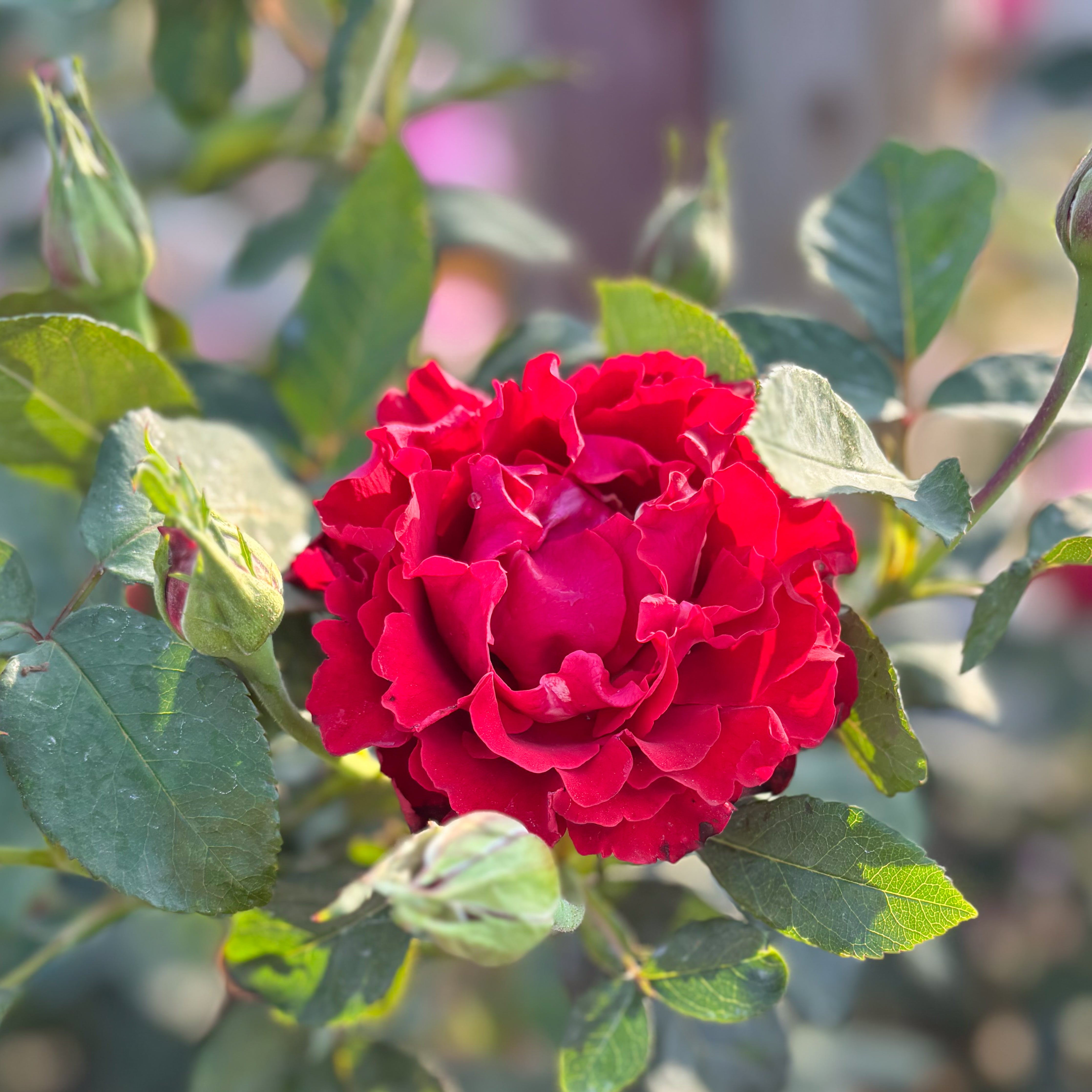 Dancing in the Dark™ Potted Rose Bush