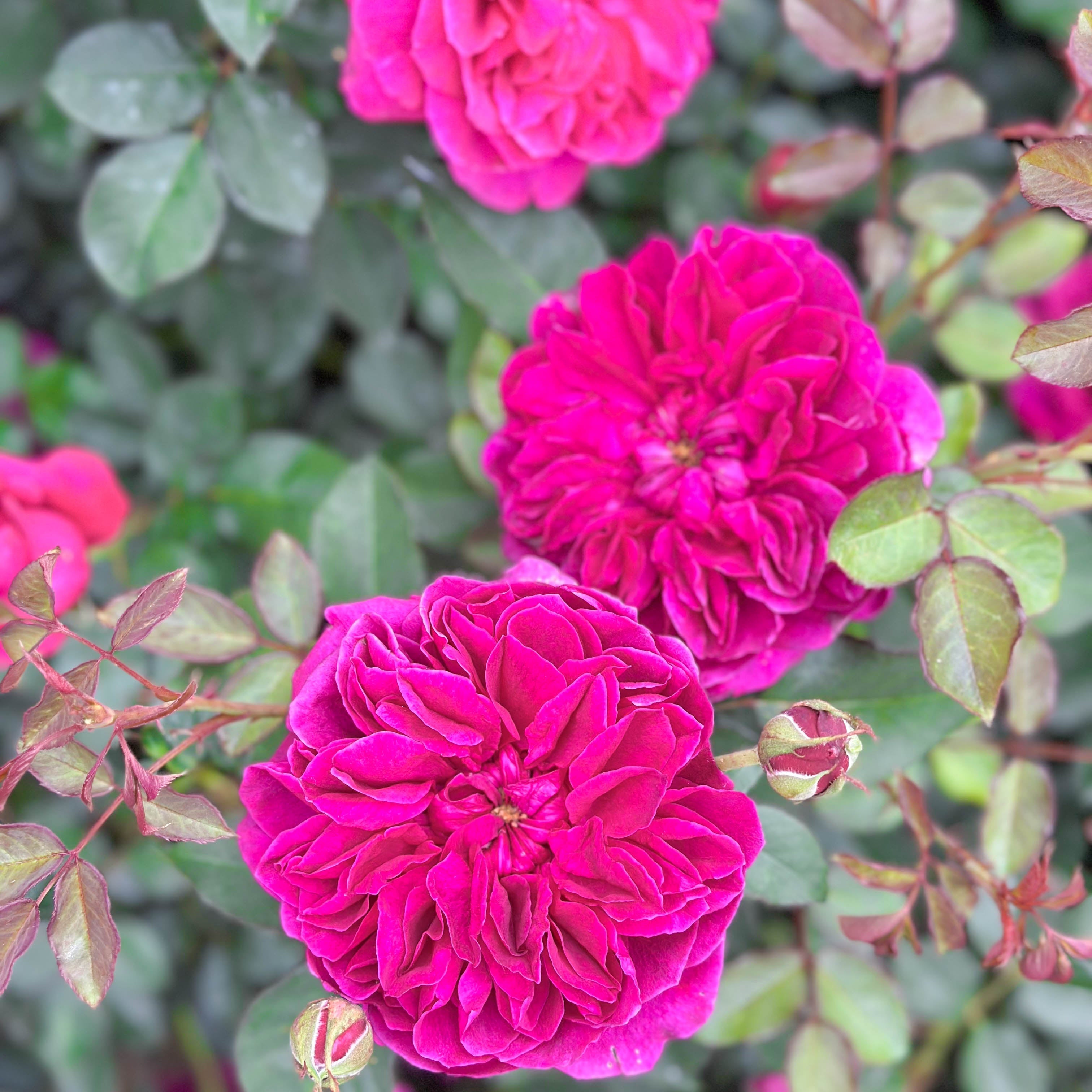 David Austin® Darcey Bussell Potted Rose Bush - Grace Rose Farm