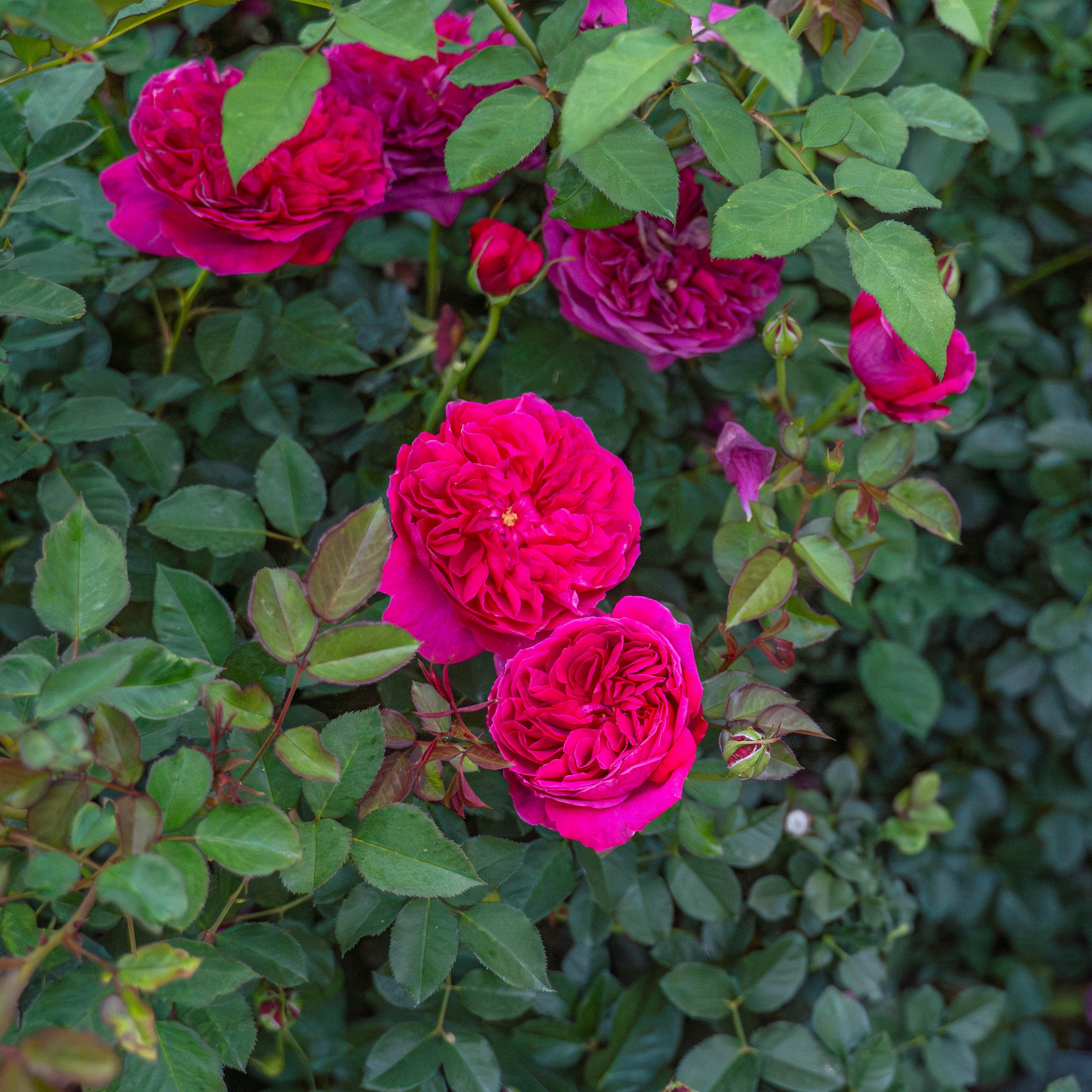 David Austin® Darcey Bussell® Potted Tree Rose