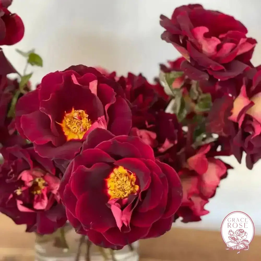Dark Knight™ Potted Rose Bush