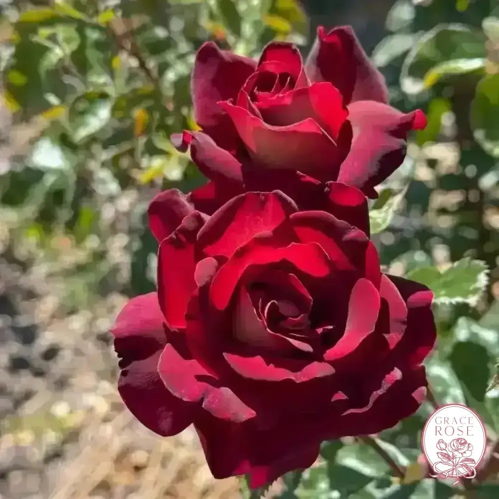 Dark Knight™ Potted Rose Bush