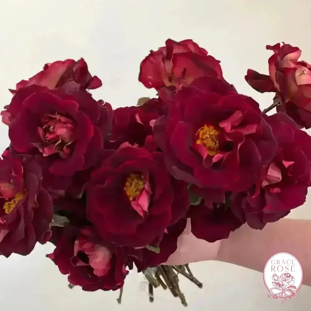 Dark Knight™ Potted Rose Bush
