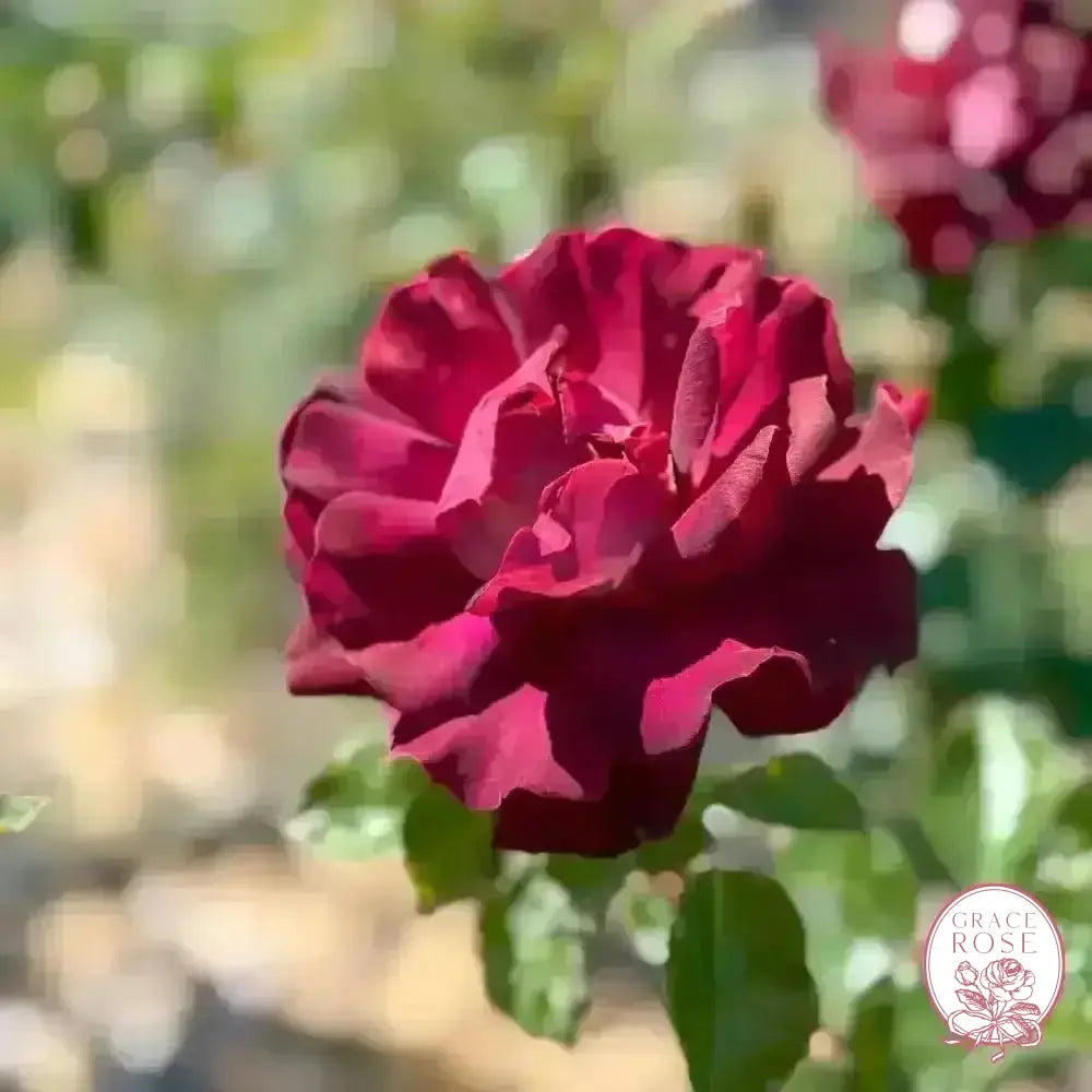 Dark Knight™ Potted Rose Bush