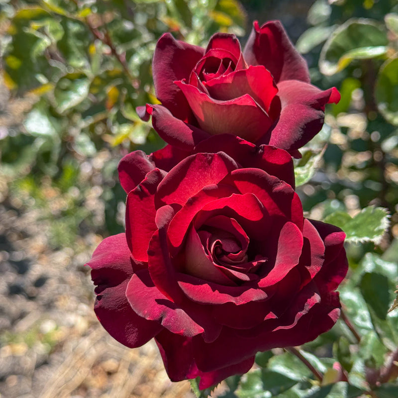 Dark Night™ Bare Root Rose Bush