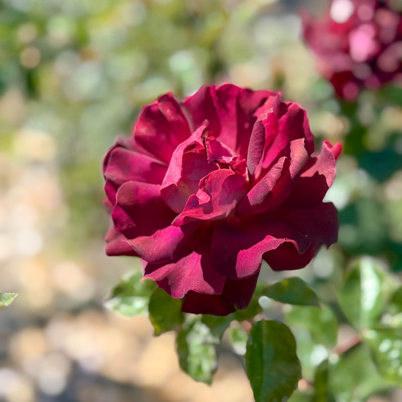 Dark Night™ Bare Root Rose Bush