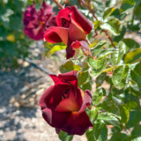 Dark Night™ Bare Root Rose Bush