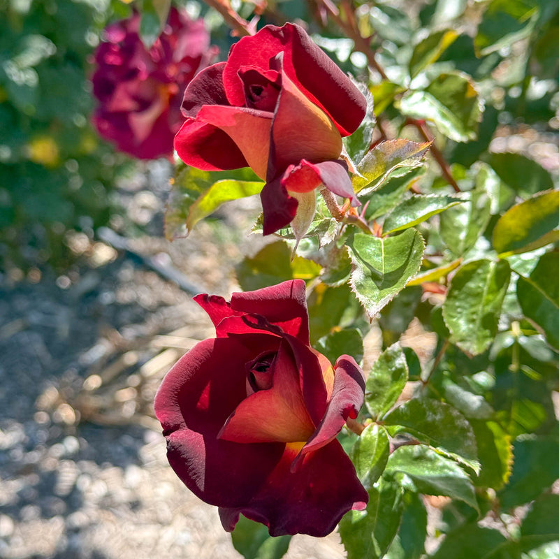Dark Night™ Bare Root Rose Bush